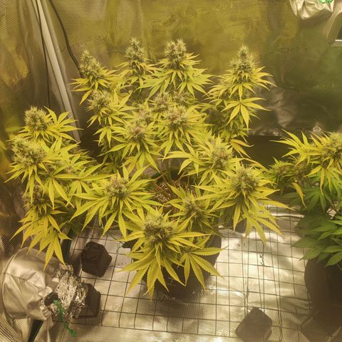 Kalashnikova  #1 growlog timeline photo