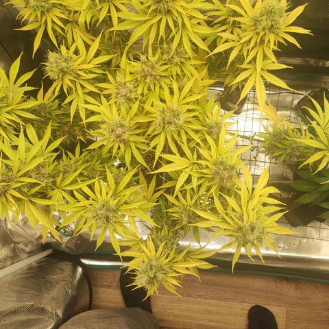Kalashnikova  #1 growlog timeline photo