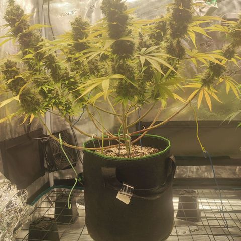 Kalashnikova  #1 growlog timeline photo