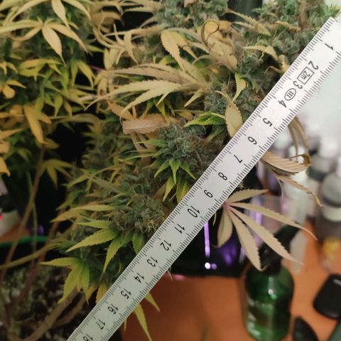 Kalashnikova  #1 growlog timeline photo