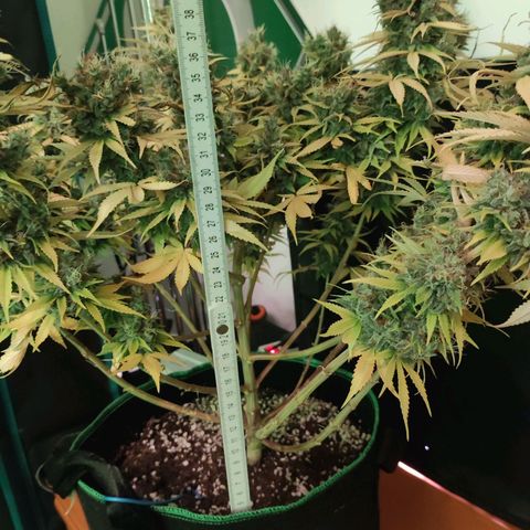 Kalashnikova  #1 growlog timeline photo
