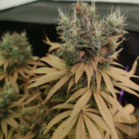Kalashnikova  #1 growlog timeline photo