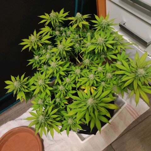 Kala  growlog timeline photo