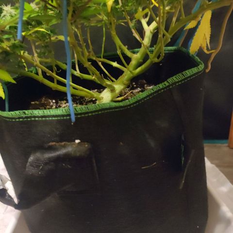 Kala  growlog timeline photo