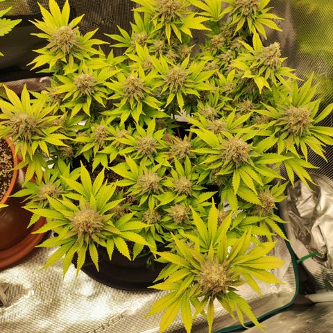 Kala  growlog timeline photo