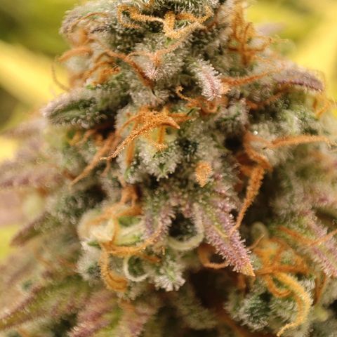 Kala  growlog timeline photo