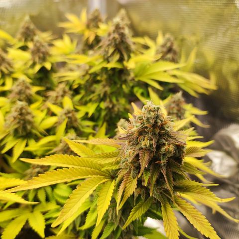 Kala  growlog timeline photo