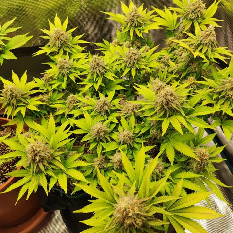 Kala  growlog timeline photo