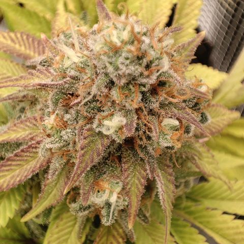 Kala  growlog timeline photo