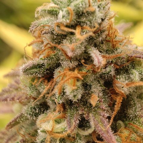 Kala  growlog timeline photo