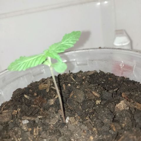 Prensado  growlog timeline photo