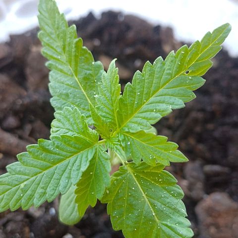 Prensado  growlog timeline photo