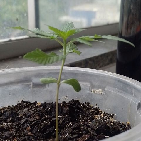 Prensado  growlog timeline photo