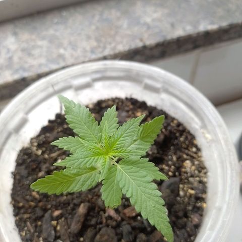 Prensado  growlog timeline photo