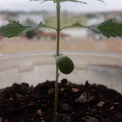 Prensado  growlog timeline photo