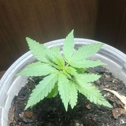 Prensado  growlog photo: Mudei pra um armario com um lampada led comum de 50w e o pequeno ventilador usb 2w
