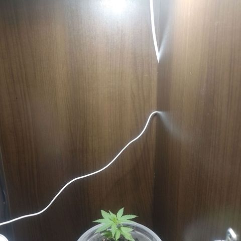 Prensado  growlog photo: Mudei pra um armario com um lampada led comum de 50w e o pequeno ventilador usb 2w