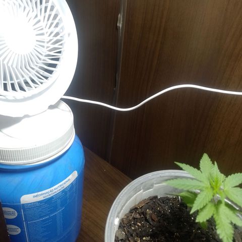 Prensado  growlog photo: Mudei pra um armario com um lampada led comum de 50w e o pequeno ventilador usb 2w