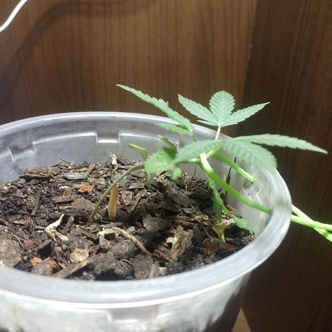 Prensado  growlog photo: LST + PODA TOP/APICAL