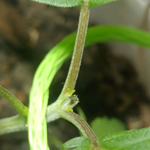 Prensado  growlog photo: LST + PODA TOP/APICAL