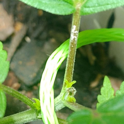 Prensado  growlog timeline photo