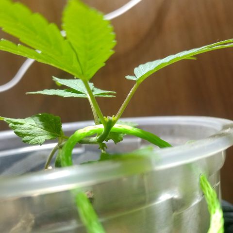 Prensado  growlog timeline photo