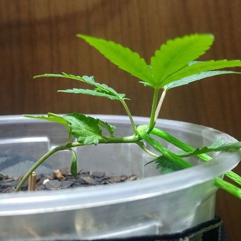 Prensado  growlog timeline photo