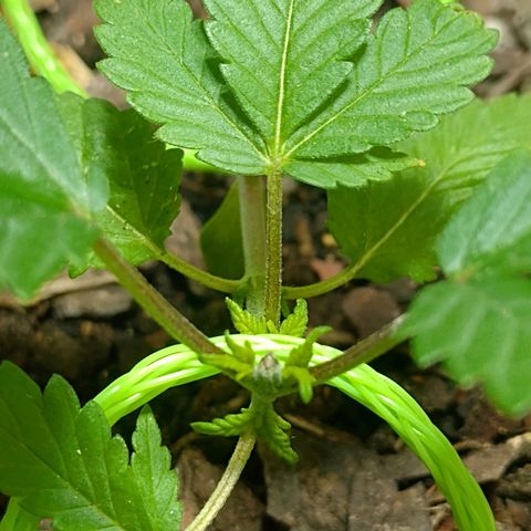 Prensado  growlog timeline photo