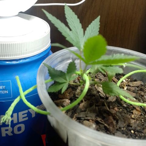 Prensado  growlog timeline photo