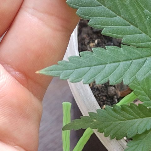 Prensado  growlog photo: Pequenas marcas marrons nas pontas das folhas, levemente viradas para baixo. Acho q pode ser excesso de nitrogênio 
