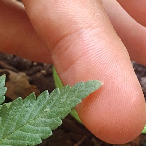 Prensado  growlog photo: Pequenas marcas marrons nas pontas das folhas, levemente viradas para baixo. Acho q pode ser excesso de nitrogênio 