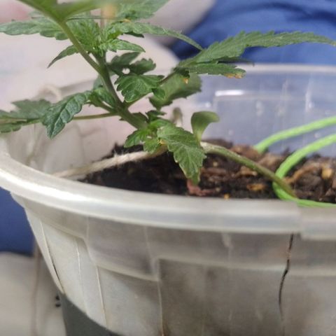 Prensado  growlog timeline photo