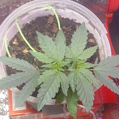 Prensado  growlog timeline photo
