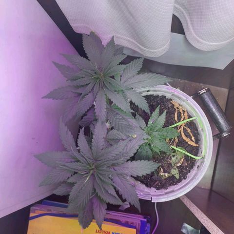 Prensado  growlog timeline photo