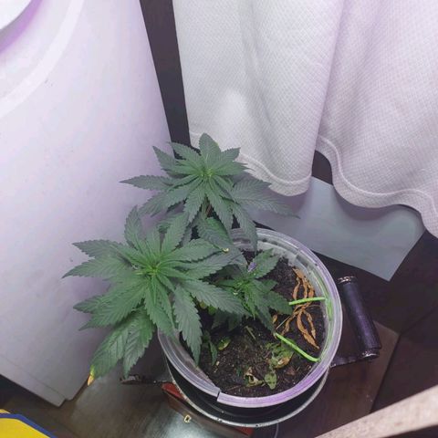 Prensado  growlog timeline photo