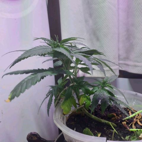Prensado  growlog timeline photo
