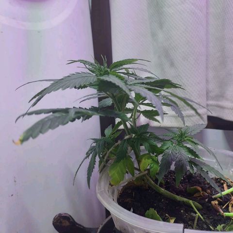 Prensado  growlog timeline photo