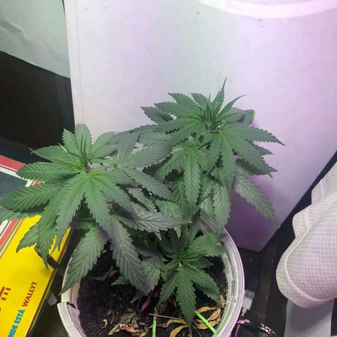 Prensado  growlog timeline photo