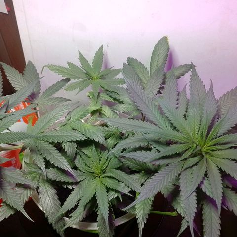 Prensado  growlog photo: Pós LST pra deixar bem horizontal.