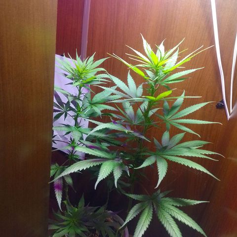 Prensado  growlog timeline photo