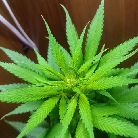 Prensado  growlog timeline photo