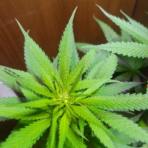 Prensado  growlog timeline photo