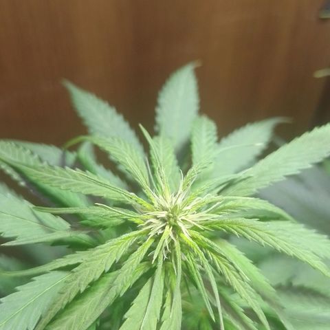 Prensado  growlog timeline photo