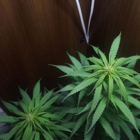 Prensado  growlog timeline photo