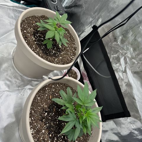Lung Buster growlog timeline photo