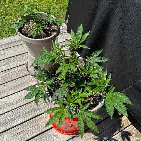Lung Buster growlog timeline photo