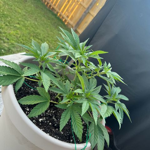 Lung Buster growlog timeline photo