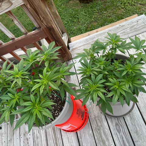 Lung Buster growlog timeline photo