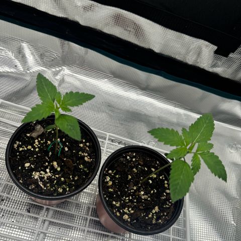 Mango Kush growlog timeline photo