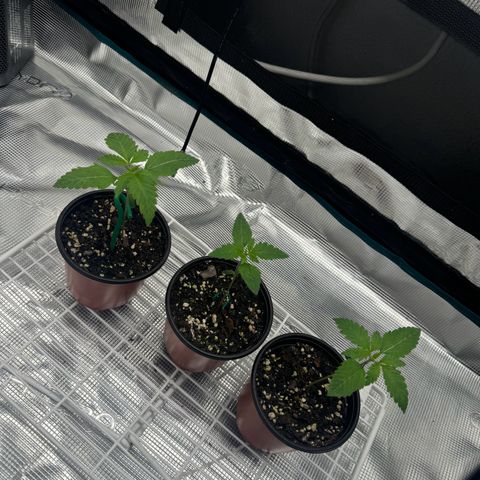 Mango Kush growlog timeline photo